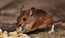 24 Hour & Emergency Exterminators in Tafton Wrightville, AR